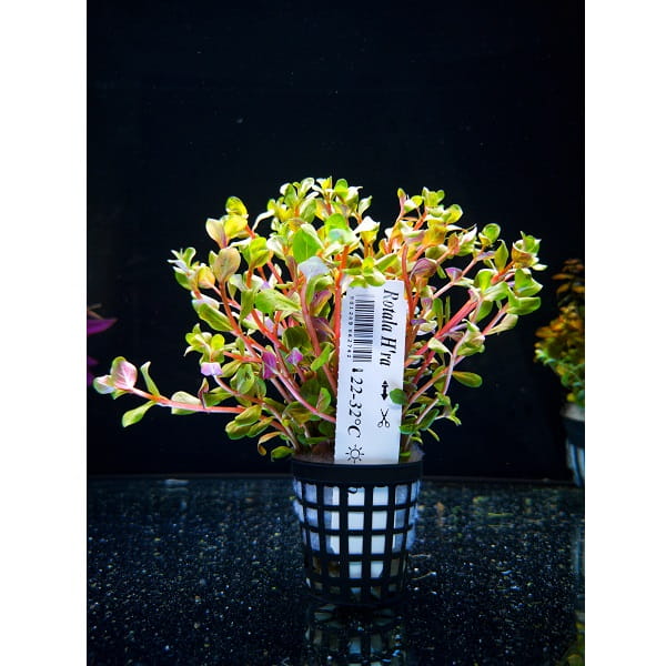 Rotala h'ra rarytas koszyk xxl roślina do akwarium